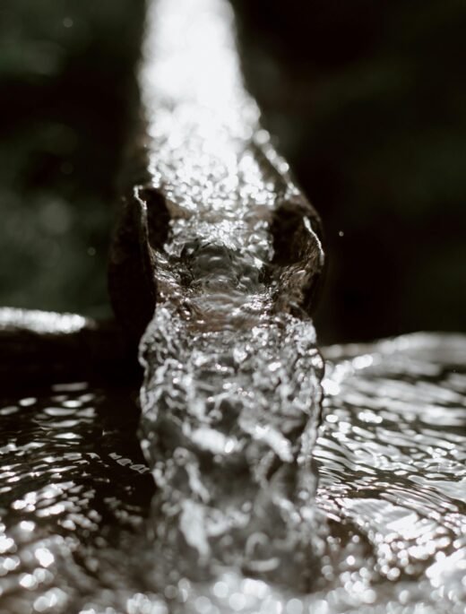 pexels-eberhardgross-4406593